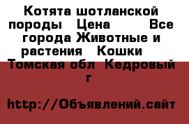 Котята шотланской породы › Цена ­ 40 - Все города Животные и растения » Кошки   . Томская обл.,Кедровый г.